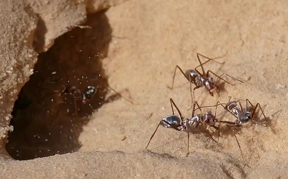 Saharan Silver Ant